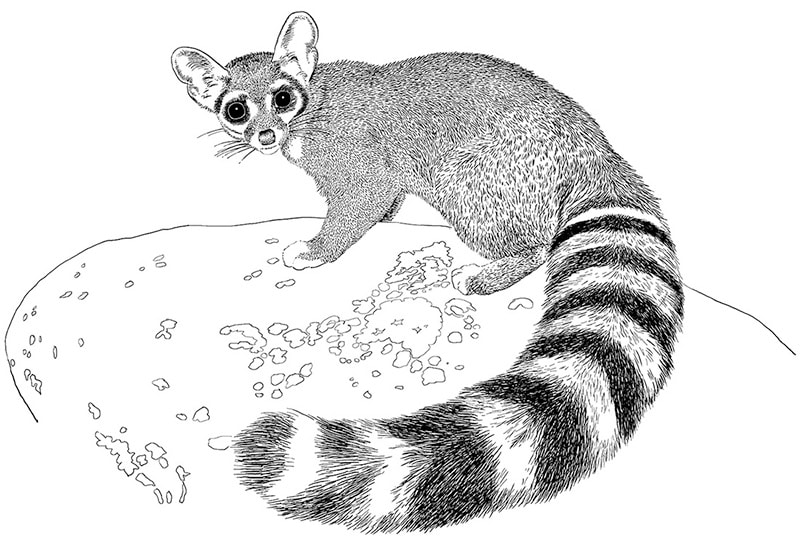 Drawing of a ringtail, a small carnivore mammal.