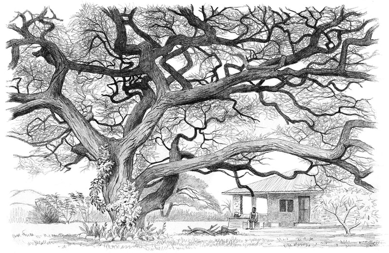 Drawing of huge acacia tree with farmhouse beyond