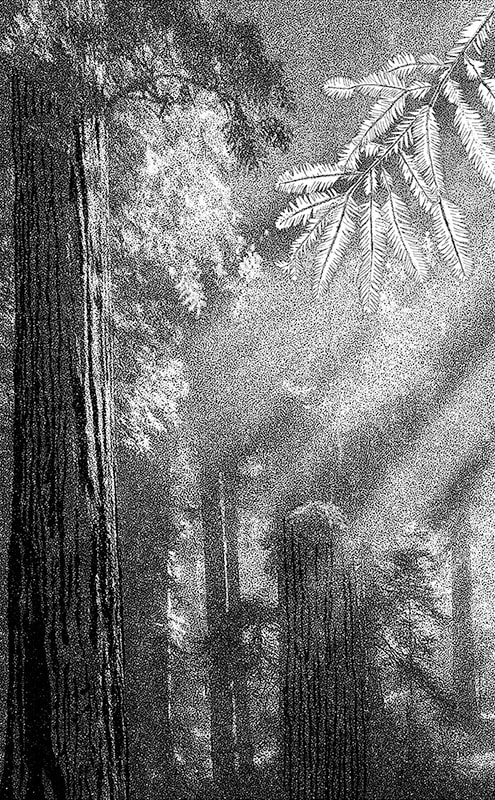 Drawing of sunbeams penetrating redwood forest