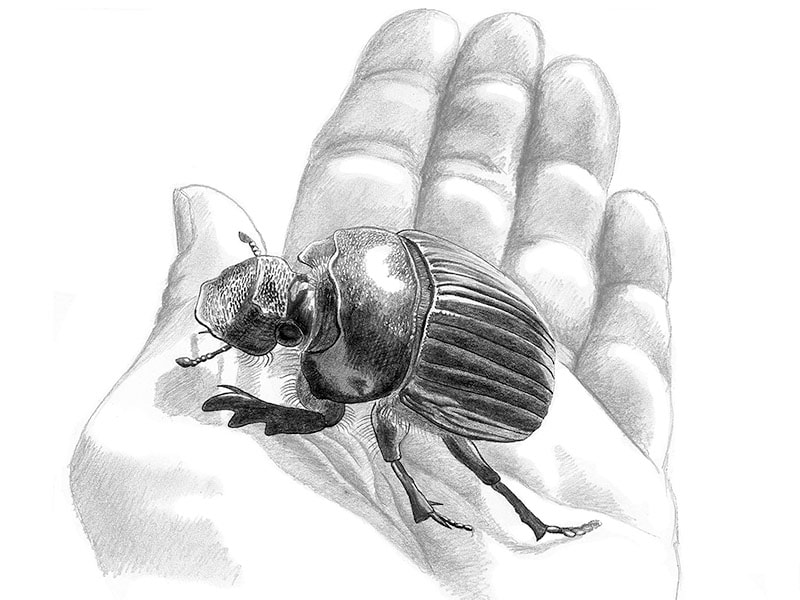 Dung beetle on hand