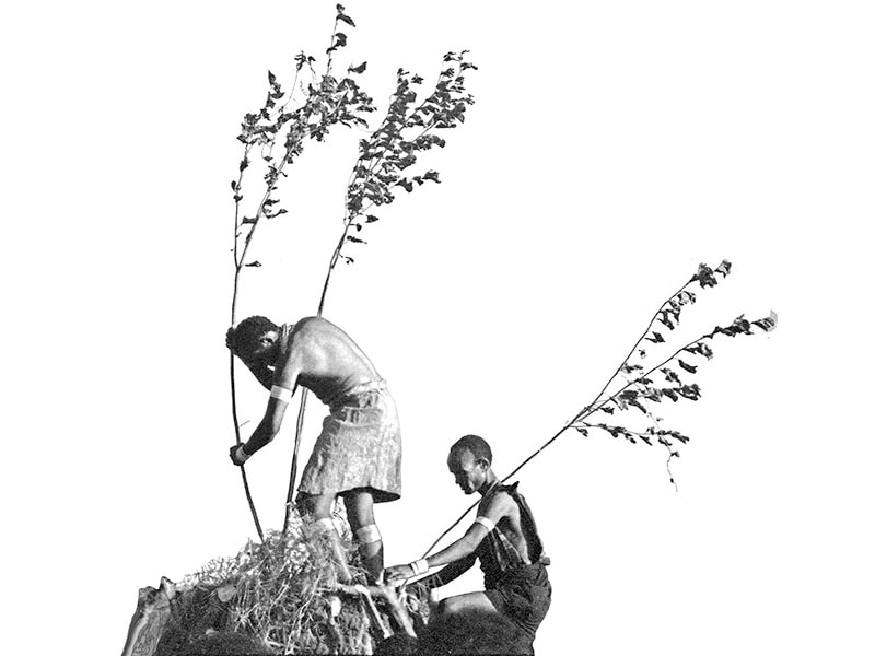Young men symbolically plant saplings on a chief's grave.