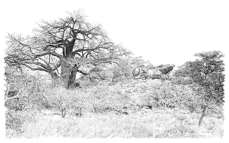Drawing of baobab tree in bush country