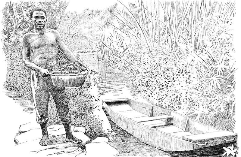 Drawing of Ali standing beside punt boat at edge of swamp.